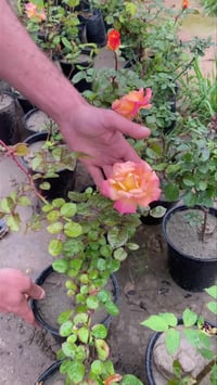 ورد جوري • مطعم • خان بني سعد