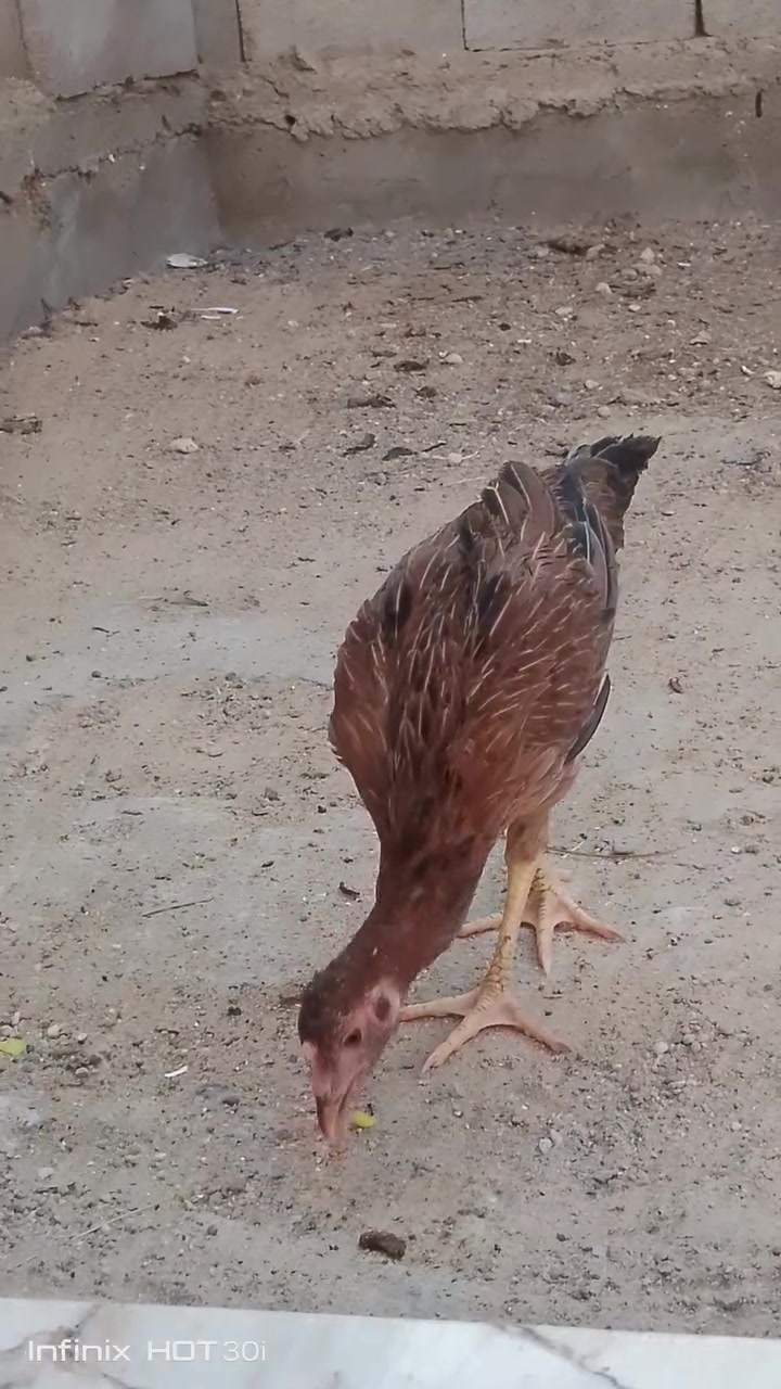 بسم الله ماشاء الله متاح ديج ابو ركيبه بورسلاين مع التوصيل 15


**إذا كنت صاحب هذا الإعلان وتريد حذفه لأي سبب، رجاءا أرسل رسالة إلى الدعم الفني**
