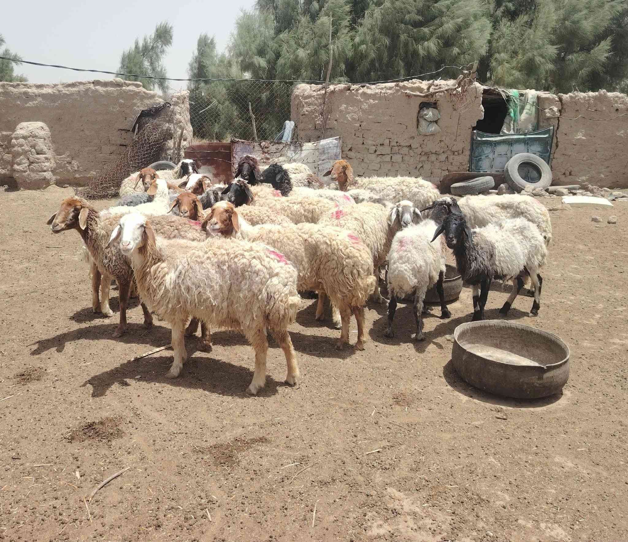 نعجات مضاريع   العدد 21 مهات مراح واحد    شرط جنيان وشرط صحاهه  كل عيب مابيهن بيهن مجال   شراي ينتصل *********** مكاني الدوانيه الشافعيه
