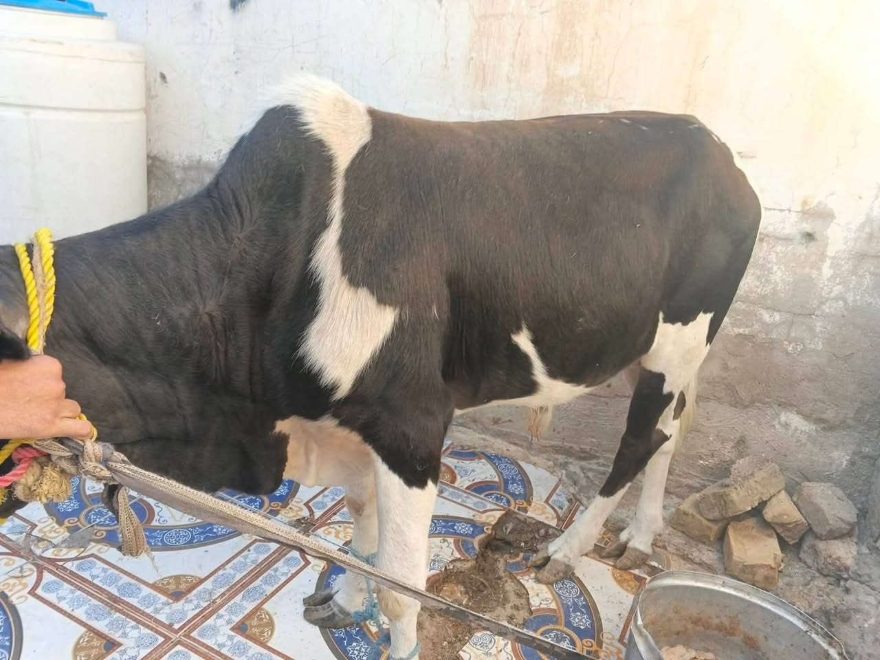 عجوله  اخر ثنين اسود 950الحمر 800بيع مستعجل هذا رقم تليفون بيه وتساب ***********

