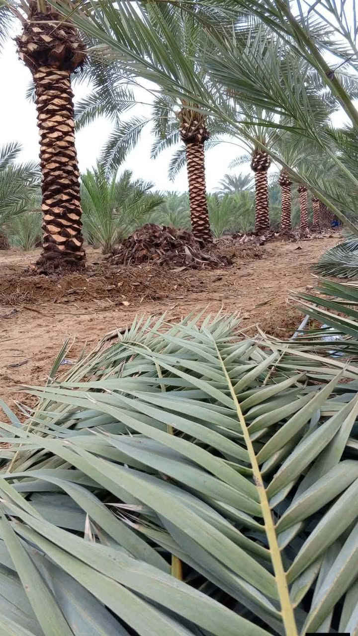 📞***********📞
📞***********📞
أن شاء الله موسم خير وبركه على الجميع
       مستعدون لتجهيز دوائر الدوله كافه 
    وكافه المزارع الخاصه والعامه 
                                    يتوفر لدينا جميع احجام النخيل 🌴واصنافها     عمراني.    التبرزل.   مكتوم.  خستاوي.  قيطاس 

جمالي.   اشرصي.   ابرين.   حمراوي.  شكر.  اشويثي اصفر.   

متوفر خدمه توصيل لجميع محافظات العراق 🚚.

  للحجز وطلب الاستفسار مراسله الصفحه او الاتصال على الارقام الهاتف

📞***********📞 ،،
