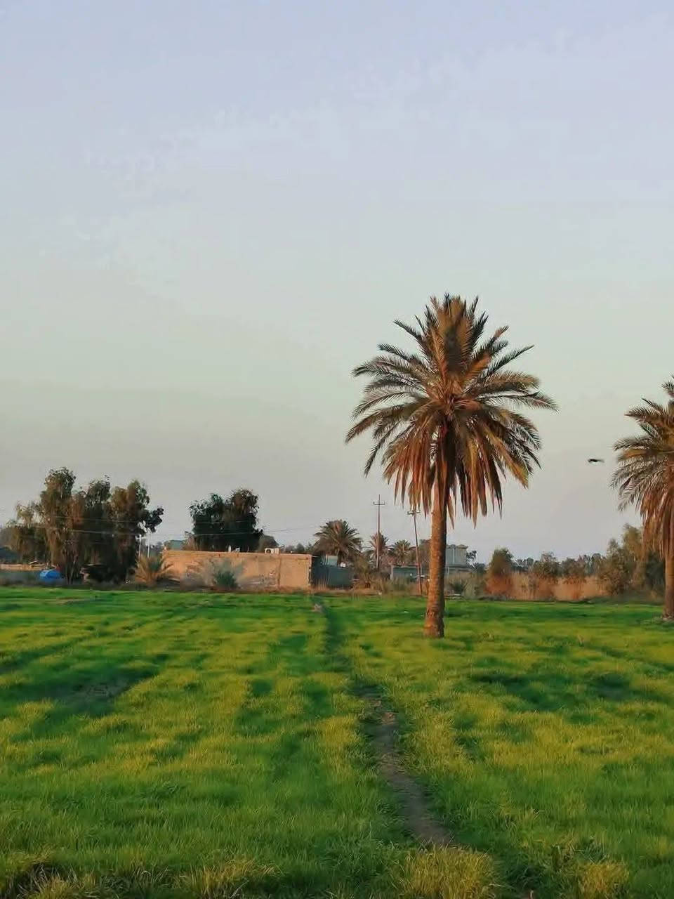 2 دونم ركن في منطقة البصام مجاور سبع البور مسيج PRC بالمربع الذهبي ركن بجانب من الصب الاروائي مزروعه نخل ما يقارب 150 نخله وزيتون عن التبليط 150 متر متوفره بيهه كافة الخدمات مي وكهرباء سكن مزارع شاليهات عن سريع التاجي تبعد 5 دقايق وعن الكاظميه 15 دقيقه طابو زراعي سند 25 سعر الدونم 75 وبي مجال للاتصال على الارقام التاليه *********** يتوفر واتساب
