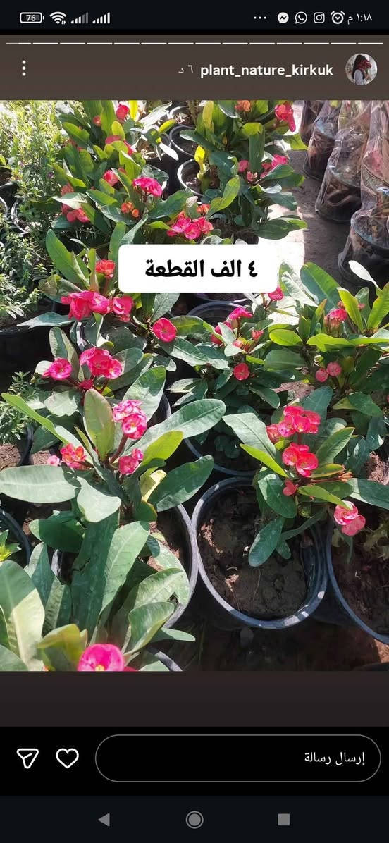 نباتات طبيعية للبيع هولنديه يوجد توصيل جميع محافظات كركوك, العراق


**إذا كنت صاحب هذا الإعلان وتريد حذفه لأي سبب، رجاءا أرسل رسالة إلى الدعم الفني**