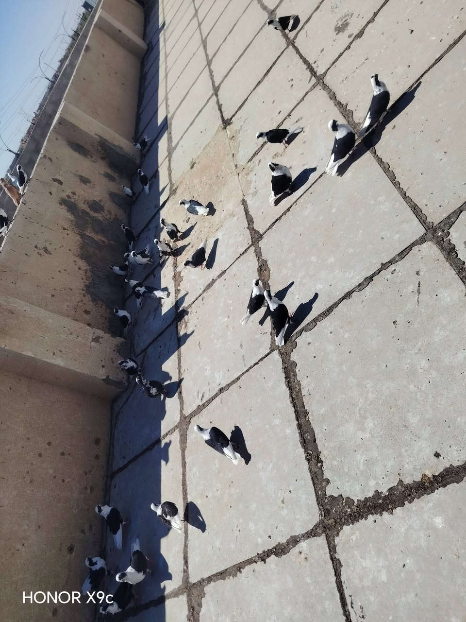 يوجد ٢٠ زوج لو كثر رافل بي ٢٠ الف زوج تكريت حي زهور ***********
