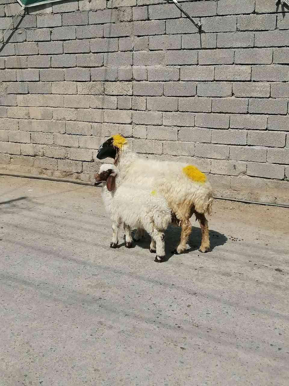 يوجد نعجه ورجينه مطفل وراها فطيمه وحانيه فوك بنته شرط النصاحه العنوان بيجي الرقم الهاتف ***********زين
