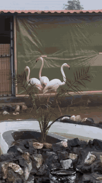 مستعدون الاستقبال جميع الحفلات الخطوبه وعقد القران والزواج واعياد المي...