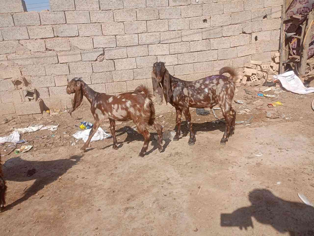 3 صخول نمريات درجة اولى فحل وصخلتين للبيع  الشراي يتصل ***********

