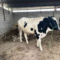 قصابة الطيبات • ذبح بأجر • ناحية الشورة