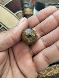 شغال • على الفحص