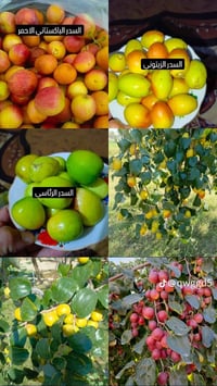 تطعيم السدر • جميع الأنواع • أسعار مناسبة