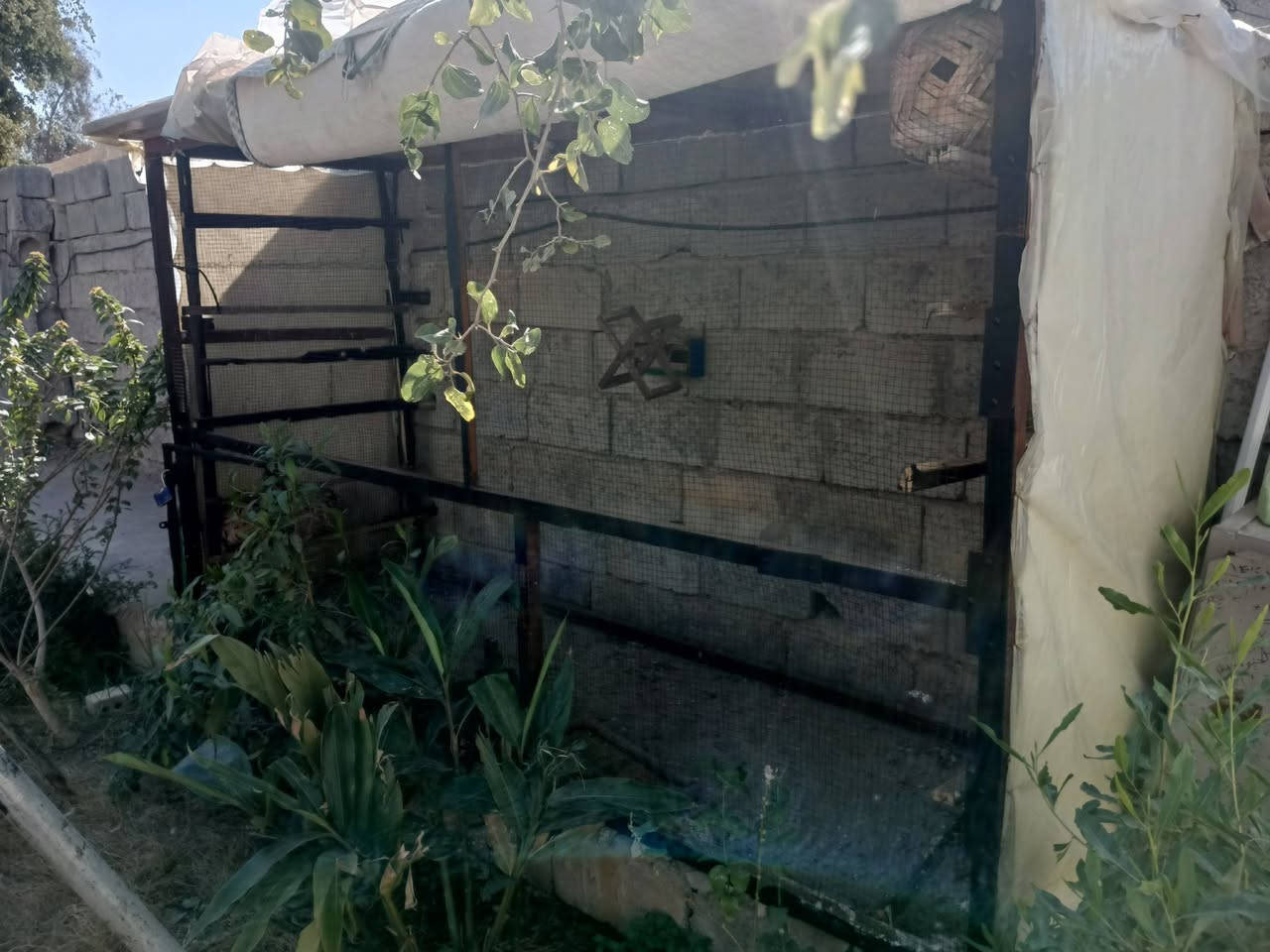 سلام عليكم محمية بلابل الارتفاع 160العرض90الطول3متر كامل مابسهه شي جديده كلش وحلوه السعر 60وبيهه مجال بصيط حك الجيه مكاني بعقوبه كاطون الرازي تواصل ***********
