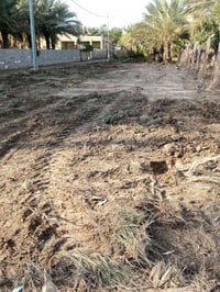 محريجة عل شط • ٤٦٥م • بستان