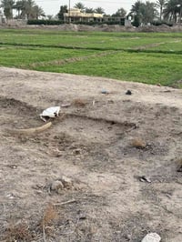 ارض زراعيه • ٢ دونم • بابل وردية