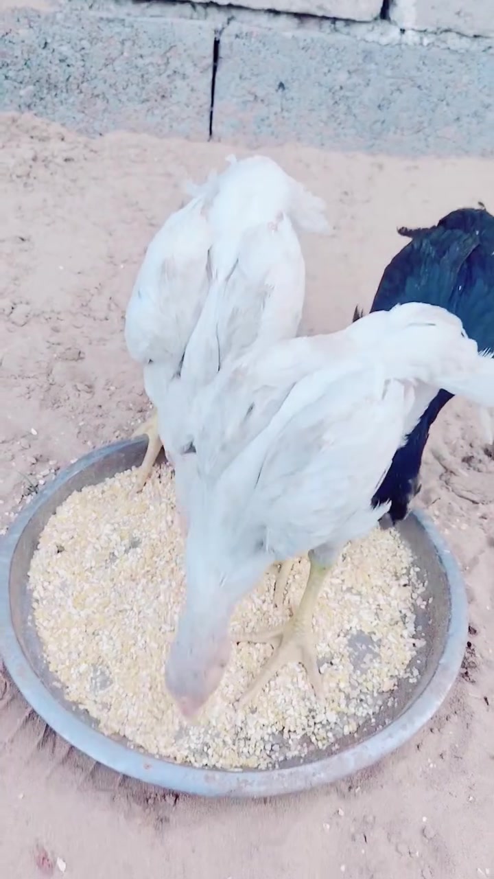 متاح سيت اذناب هندي اسيل منكار ببغاء ذيل شمسي عمارهن 3اشهر سعر خاص الام والاب ستيراد موجودات 
سعر خاص 
***********
***********
