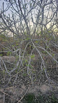 العزيزية برينج • دونم ونص • طابو سند ٢٥