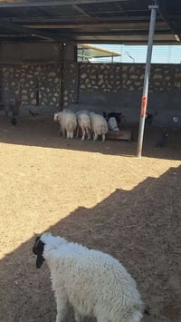 أرض زراعية • دونمين • بحيرة