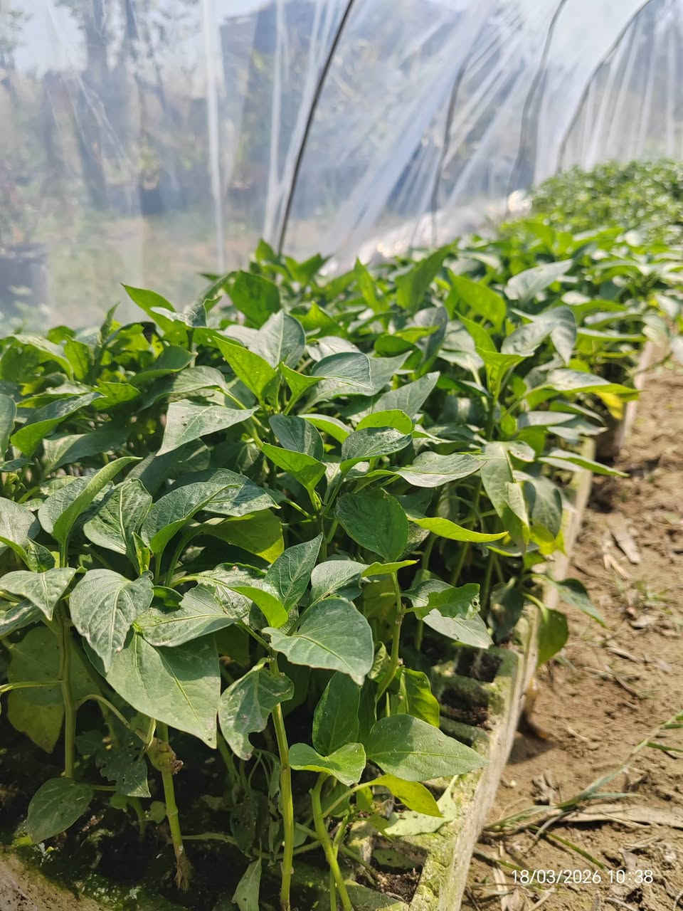 🌿 مشتل عطر الياسمين .. دايات (شتلات) درجة أولى وضمان حقيقي! 🌿
​يا أهل الزراعة، جهزنا لكم أجود أنواع الشتلات القوية والمرباة بعناية لضمان أفضل إنتاج لموسمكم. أصناف مختارة ومكفولة!

​  العرض الأول (فلينة 205 عين)
​مثالية للإنتاج الغزير والقوة:
​فلفل بارد + فلفل حار (حرارة وقوام ممتاز).
​🍅 ​طماطة (صنف قوي ومقاوم).
​باذنجان (أبو الجذع) المعروف بإنتاجه و بجودته.
💰 السعر: 14,000 دينار فقط للفلينة!

​🥒 العرض الذهبي (فلينة 105 عين) - صنف أول
​أصناف مشروطة ومميزة جداً:
​بامية درجة أولى (شرط وضمان من العقد للقطف). 
​خيار طرعوزي (صنف فاخر وشرط الضمان ).
💰 السعر: 10,000 دينار فقط للفلينة!

​✅ لماذا تختار مشتلنا؟
​جذور قوية وخالية من الأمراض.
​أصناف مجربة ومعروفة بإنتاجيتها العالية.
​أسعار تنافسية وتعامل ثقة.

​📍 الموقع: الحساوية - مجاور ملعب الشعب.

⏰ أوقات العمل:
​صباحاً: من 9:00 إلى 12:00.
​عصراً: من 3:00 إلى صلاة المغرب.

​📞 للتواصل والحجز:
***********
***********
👤 بإدارة: محمد عماد
​الكمية محدودة.. بادر بالحجز واضمن نجاح زراعتك!
