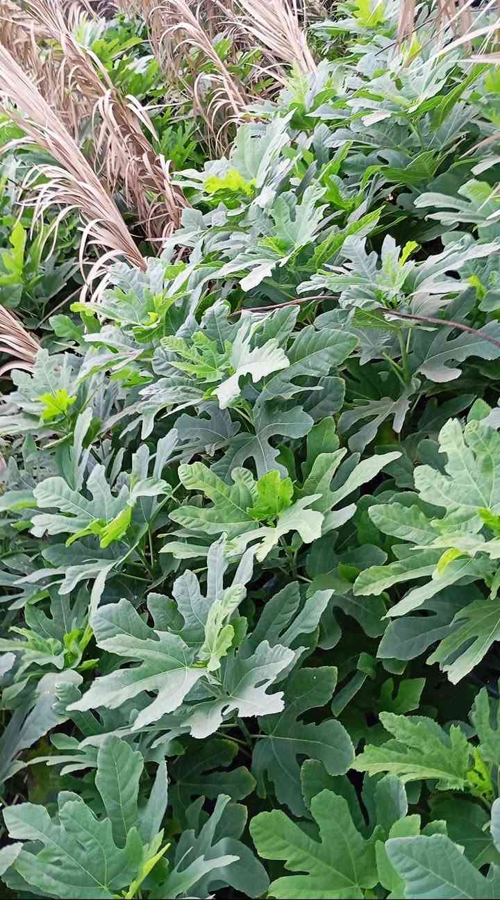 على بركة اله
🌞🌴.... البيع. شتلات تين ....🌴🌞🌴 
     🌞🌱تين اسواد تين بن مسلم🌱🌞🌱
     🌞 🚨.  المكان    بابل.      الكفل.🚨🌞
     🌞 جمله فقط
     🌞 جمله فقط
     🌞جاهز الزراعه 🌴🌴
     🌞اقل كميه ١٠٠ شتله 
     🌞التصال ***********📞📞
     🌞رتفاع متر. وأكثر🎄🎄 . حجم سندانه كيلوين 
     🌞ملاحظه. الشراي. يتصل🪩🪩
