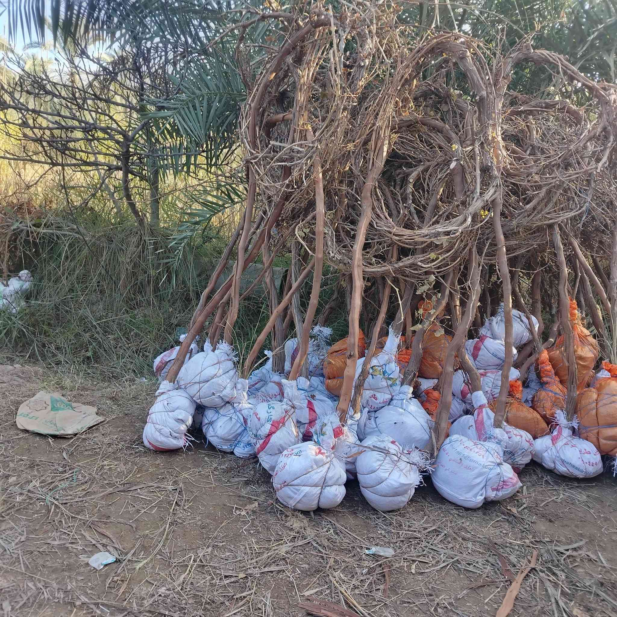 يالله على بركة الله يوجد لدينا شتلات عنب كل صناف حلاواني صفر شدة فرنسي سود ديس عنز شدة تركي. سعار مناسبه الاستفسار. ***********. *********** وتساب.
