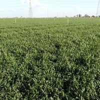 يوجد هلودر مع تنكتر جاهز لرش المبيدات والأسمدة وين ماتريد يجيك  وسعر م...