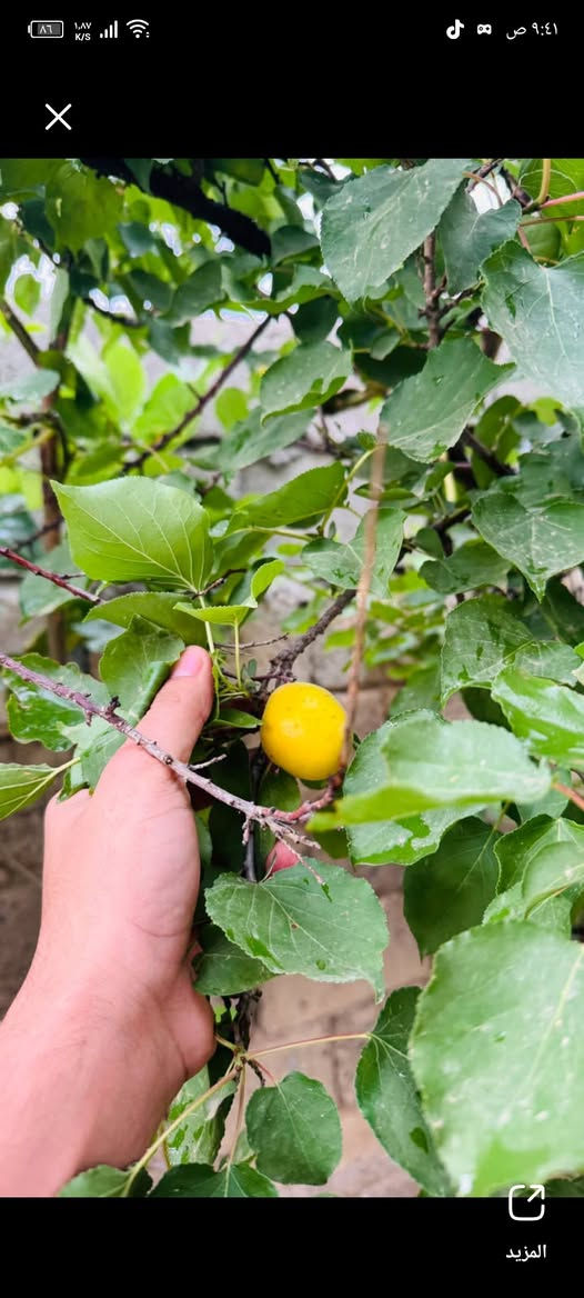 🌿
في مشتل الظلال  � نحرص دائمًا على المصداقية في الصنف والنوع، ونوفر النباتات والبذور والأسمدة الأصلية بكل أمانة وثقة 🌱
“الصنف الصحيح يبدأ من المصدر الصحيح” 💚
للاستفسار ***********
زبون ارسل لنا اشجار تم زراعتها العام الماضي وهذه النتائج
