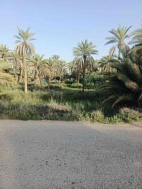 ابو دجيج • ٦٥٠م • طابو