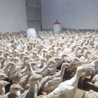 صوص هولندي أحمر • ٤٠ يوم • عربت