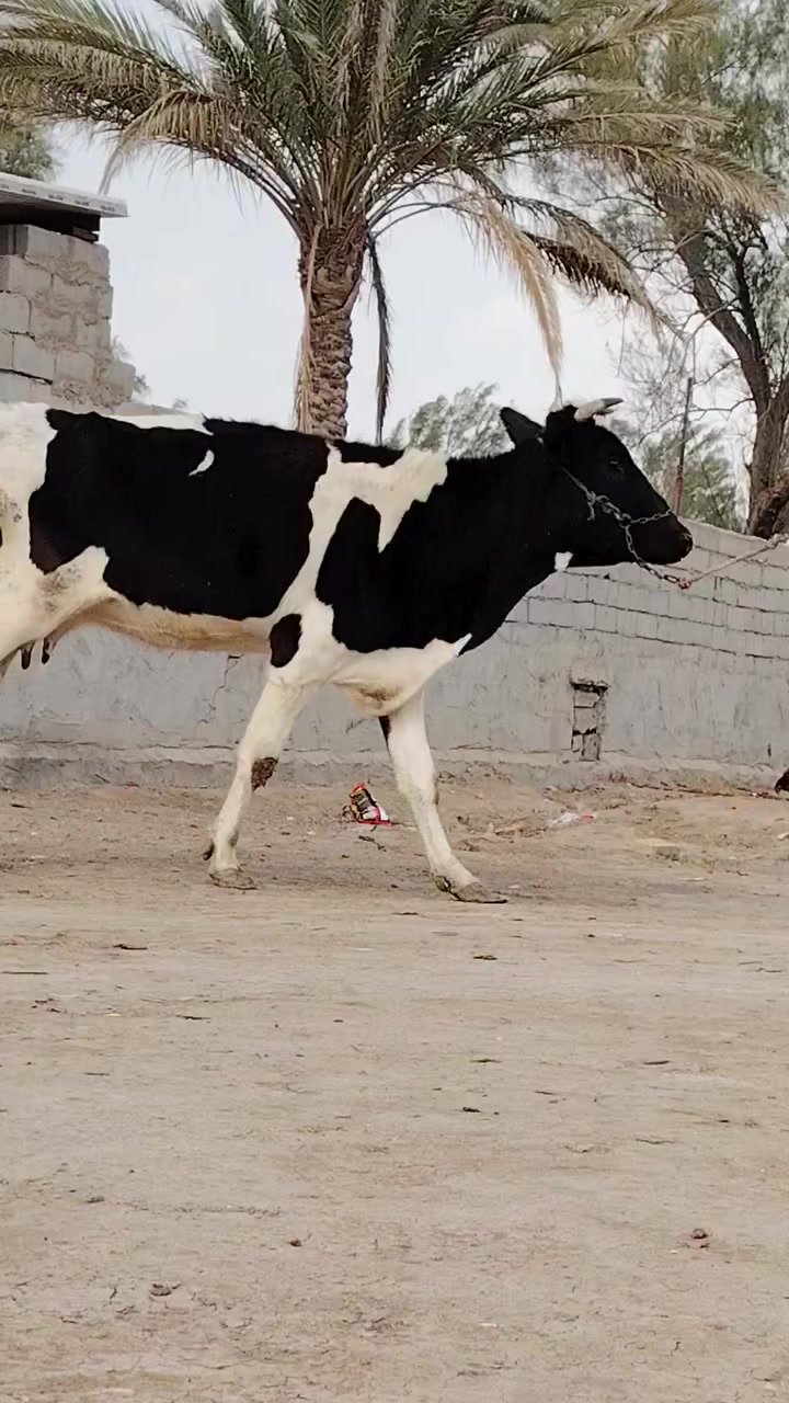 يا الله هاشه لبيع فريزية زراعية أم ثاني بطن وراها بجر فريزية زراعية وماخذه لفحل صار 6 مفحوصه سونار وتحلب صاحبت ماعون وشطر حره يواحد يحلبهه مالت جناي مجنيه مالت بيت خشنة فول شرط لحليب ودسامه خير من الله وينه ليدور زين مشروطه كافه شروط لجني لسعر 2950 لمكان بابل شوملي لسفسار ***********
