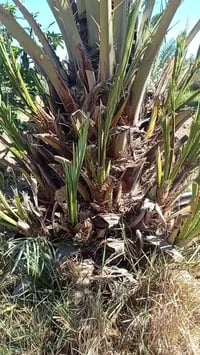 نخيل اشويثي اصفر  07844795649