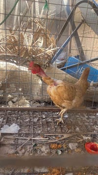 دجاجه عرب • بياضه • تكريت