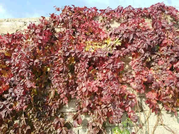 متسلق مخلب القط
يكون اخضر في الأجواء الحارة واحمر في الأجواء الباردة 
متوفر بسعر 2,000

📍 زورونا في موقعنا:
مشتل الأوسكار – حي الحنانة – شارع نجف _ كوفة
(مقابل غرفة تجارة النجف و فريندز كافيه ومطعم شريف– مجاور متنزه الحنانة العائلي)

🕗 أوقات الدوام:
من 8:30 صباحاً إلى 8:00 مساءً

📞 للطلب والاستفسار:
*********** – ***********
(اتصال / واتساب / مراسلة عبر فيسبوك)
 متوفر دفع  زين  كاش ومتوفر ماستر  

🚗 يتوفر توصيل داخل النجف
موجودين في تطبيق توترز لبعض المواد الزراعية 

أهلاً وسهلاً بكم دائماً في مشتل الأوسكار 🌹🌹🌹
