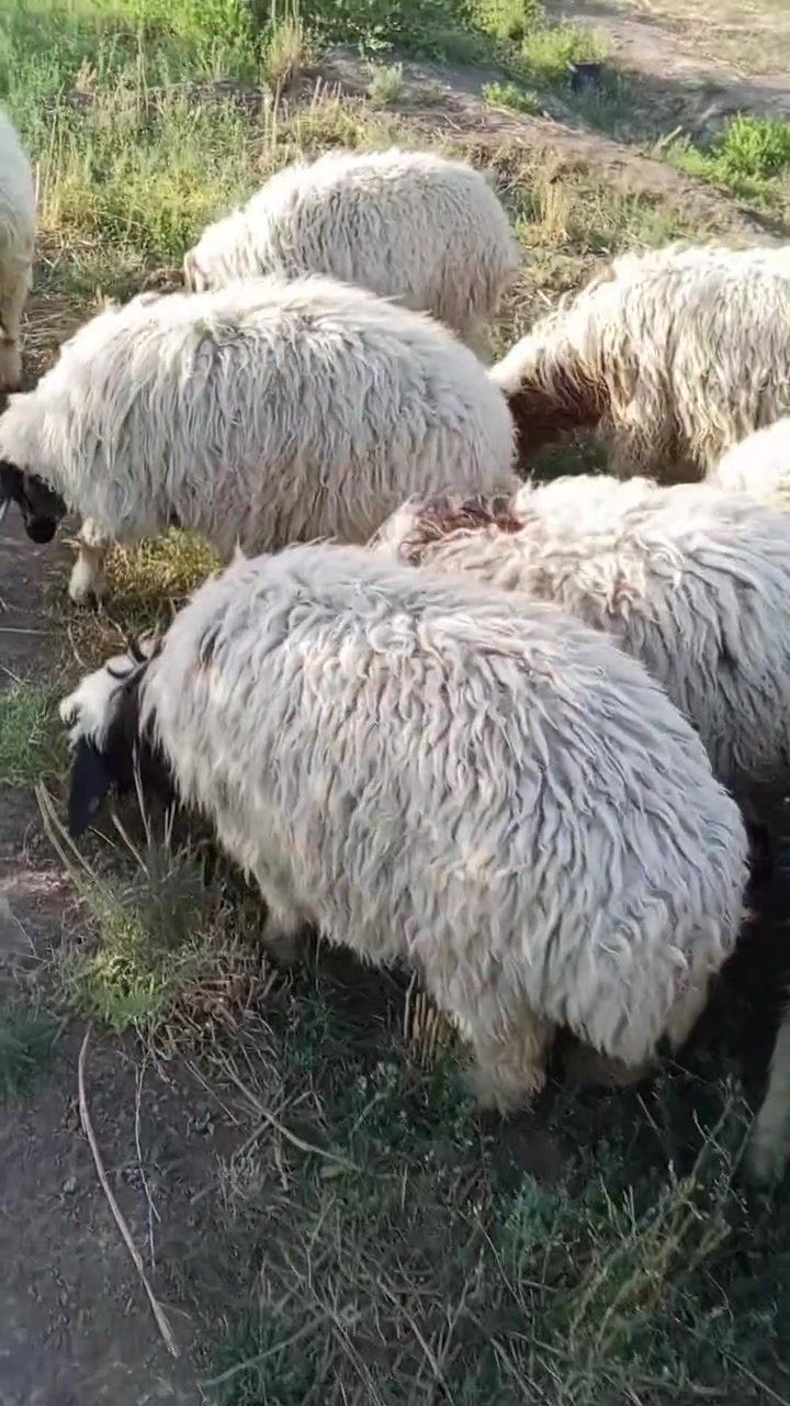 السلام عليكم حياكم الله أخوان
اذكرو الله وصلو على محمد  

طليان خير من الله شرط الصحاوه والسمن  تريد ذبح  تريد جني  بيهن بهايم   مراح واحد  الصور امامكم ....

المكان بابل/القاسم 

المشتري يتصل ***********  ويدلل حياكم الله.
