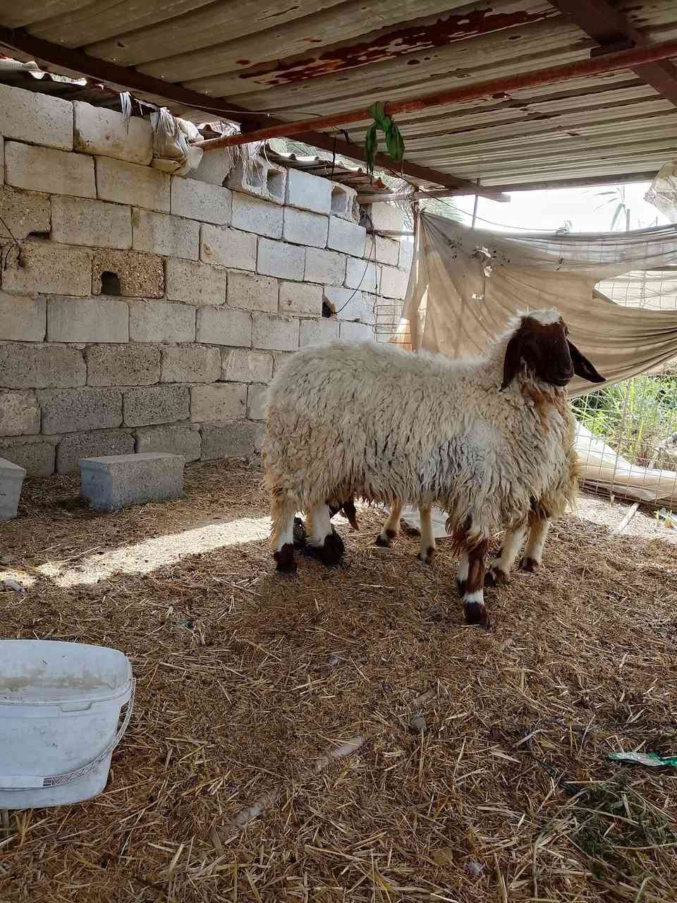 السلام عليكم
طليان مال ضحايا مكاني قريب من المدائن سلمان باك 
العدد 2

***********
