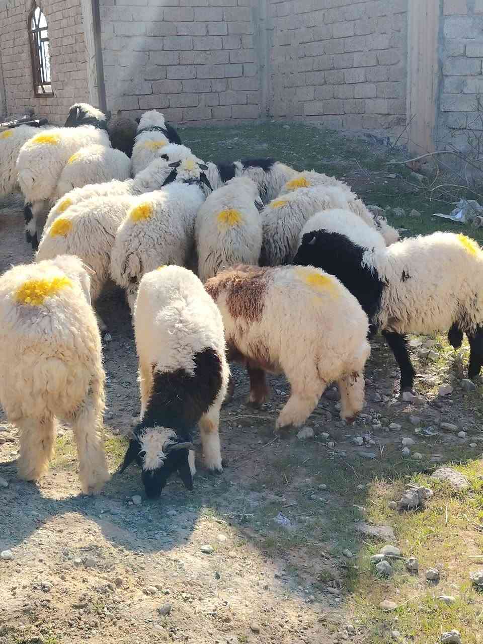 من رخصت الأدمن المحترم
اخوان أذكرو الله وصلو على النبي
للبيع طليان العدد 20+ و فطايم 4 ناصحات شرط النصاحه تريدهن ربط او ذبح درجى أولى گصه وحدة مراح واحد خشانه فول شرط مكفولات من كل عيب ابيع شلع مكاني صلاح الدين بيجي للاتصال *********** اسيا ***********
