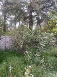 بستان • المحمودية • ٧٠٠م