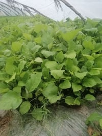 دايه بيجنذان • ١٠٠ شتله • خصم ١٠٠٠ شتله