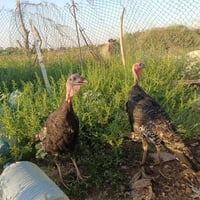 ١١ • فحل فيسفس • نضيف
