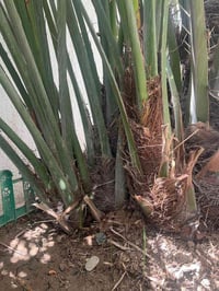 فسائل برحي • ٤ • البصرة القديمة