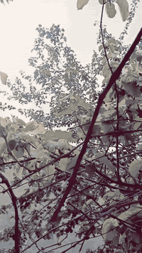 السلام عليكم للبيع سيارة فالفو موديل 1997 حجم 850 كير اوتماتيك محرك 5 سلندر كشنات جلد جامات كهرب تبريد منقص غاز كهربايات كلها شغالة شاشة كامرة كزوز رياضي رقم نينوى دولي مسطرة صاحبها الشرعي في الموصل تحويل فقط بدون وكالة سعرها 55 ورقة وبيها مجال شي بسيط للاستفسار الاتصال على الرقم الموجود في المنشور ***********
