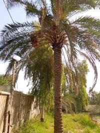 الفضليه ال وشاح • ٢٥٠٠م • ارض زراعية