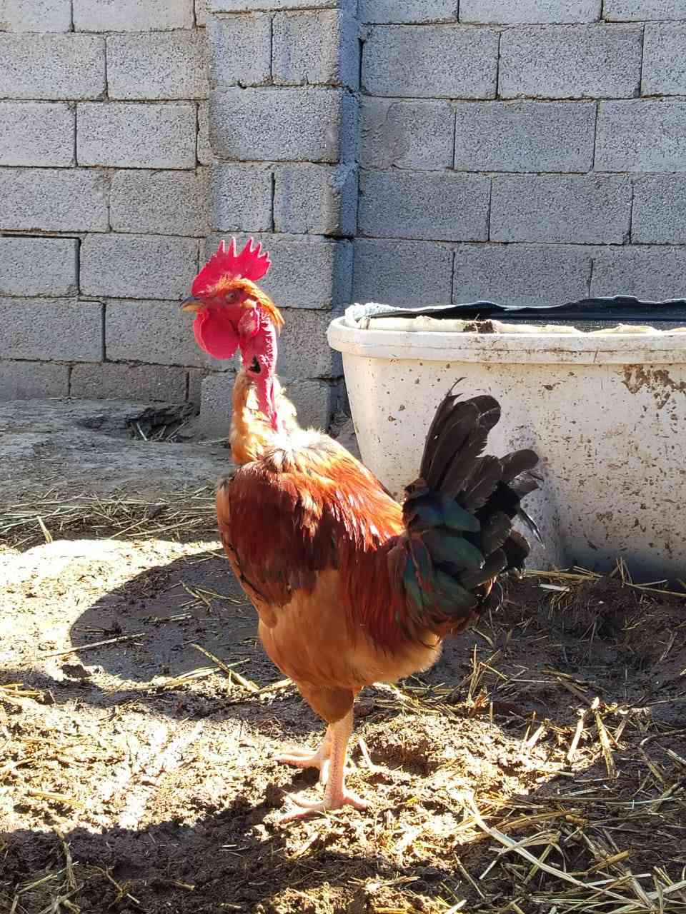 السلام عليكم
ديچ ابو رگيبه للبيع
***********
