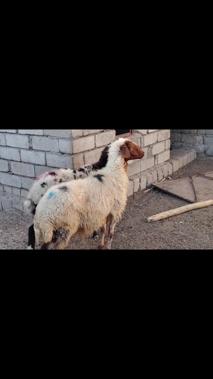 يوجد نعاج للبيع ملات جنيه 
المكان بيجي حي العصري 
                   الشراي يخابرني علارقام 
*********** زين   *********** اسيا
