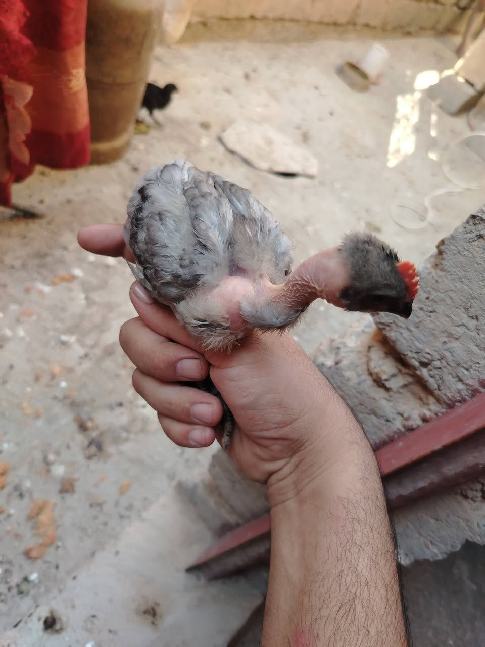 للبيع دجاجات عرب نضيفات وبياضات عدد ٤ مع دجاجه وافراخها ٦ فراريج بيهن رصاصيات واحد منهن مودلي ديج مكاني العلم للاستفسار ***********
