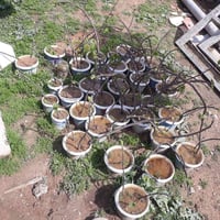 قلم تين • مجاني • خاص للأفراد