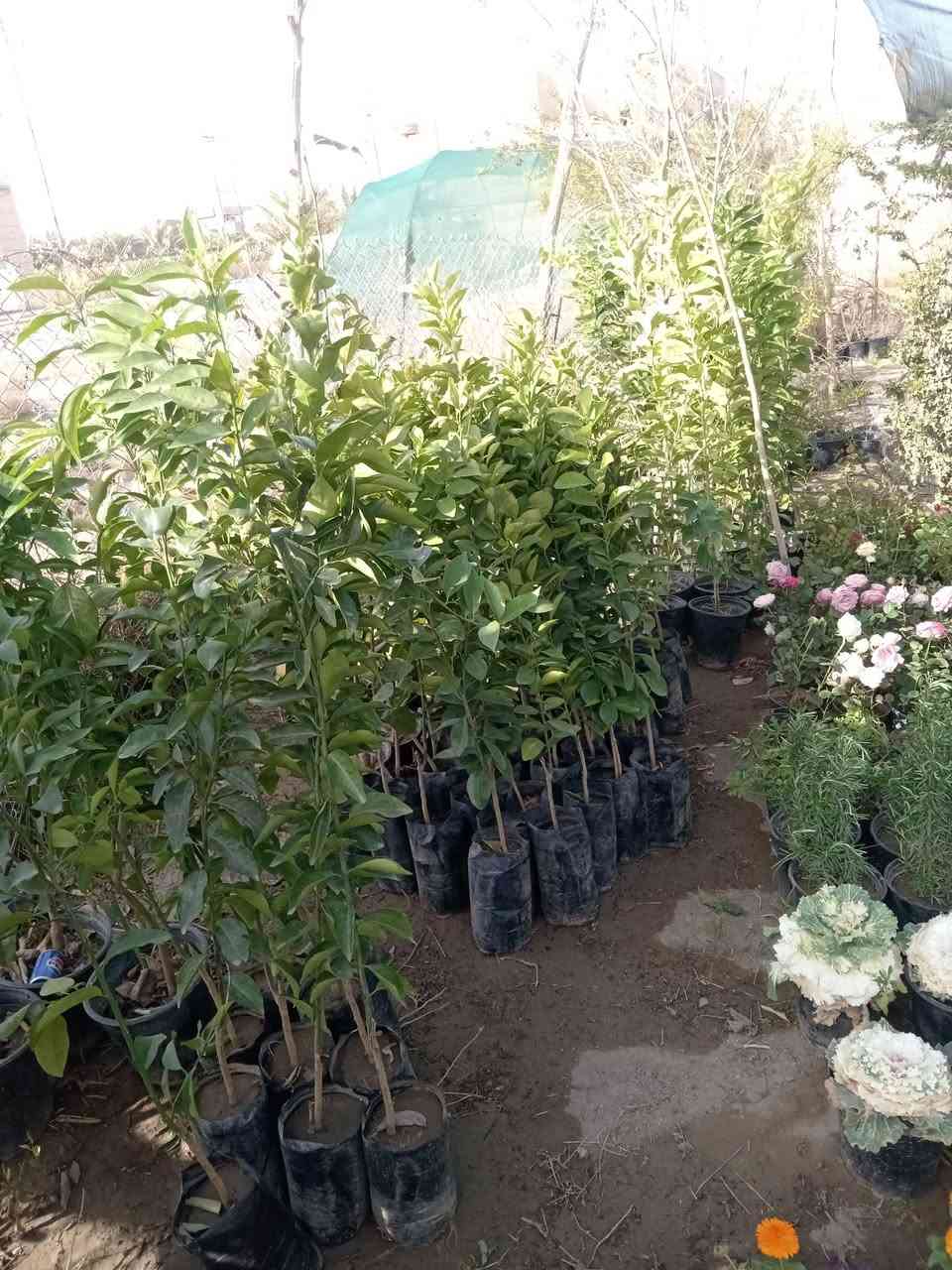 السلام عليكم.. مسواك جديد مشتل القادسيه الشارع العام.. ***********
