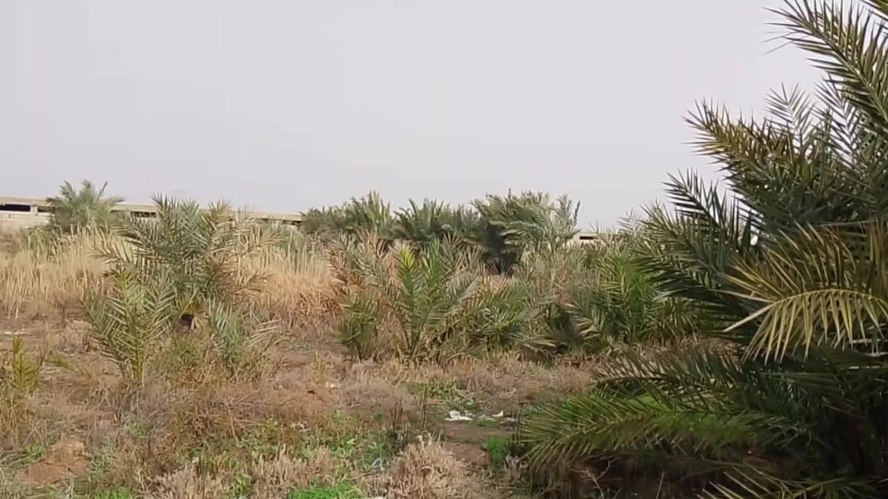 سلام عليكم ٤ دوانم البيع بل نهروان بستان وحقل مال مواشي عرضه ١٦ ونزاله ٦٢ متر الساس رفت شريطي والسكف مسلح وندك وجسور جاهز بيبانه وقطع ٨ قاعات   ***********اسيا ***********
