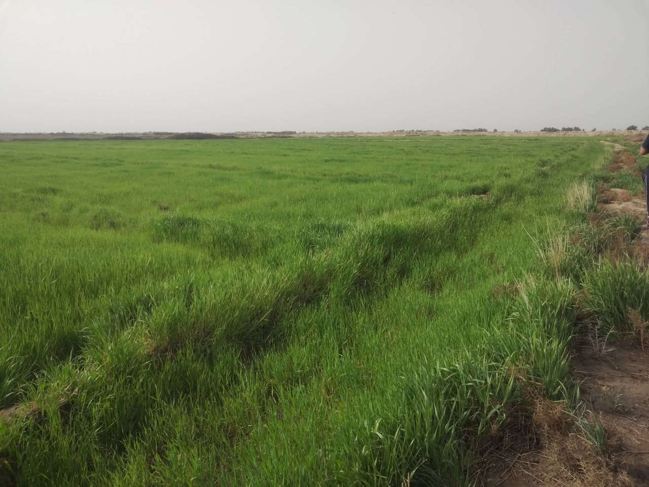 سلام عليكم اخوني العزاء 60دونم ضمان مسجيه سجي  *********** ابو رسول مكلف بل نشر
