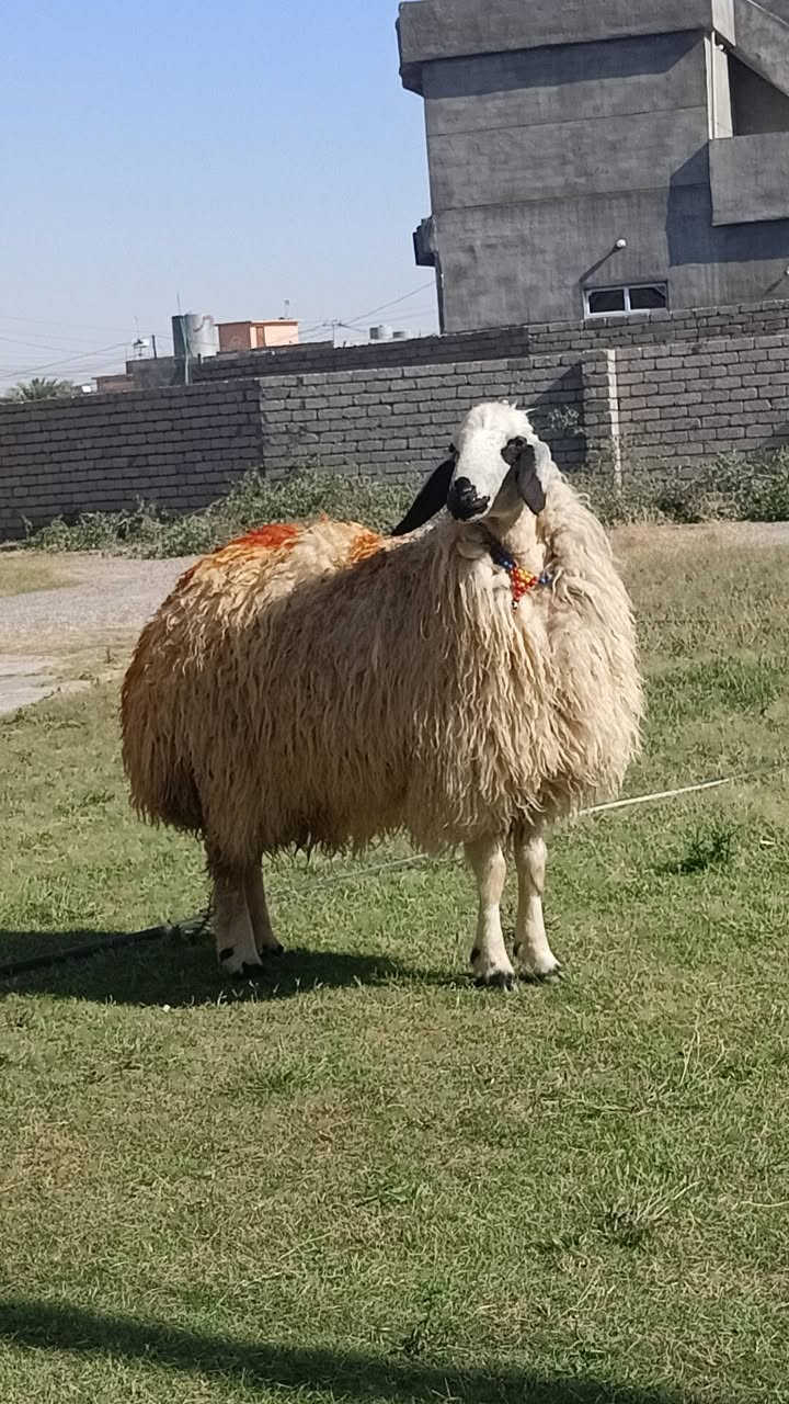 السلام عليكم
دجه خشف تبارك الرحمن 
بعدها ما مبدله ولا سن 
خشانه فووول 
مكفوله من كل عيب
مكاني الشرقاط 
***********
