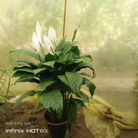 ديكور وحدائق • مجاور جملوانت • مجمع الكوري