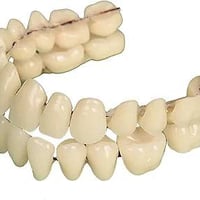 تخم أسنان • أول تم